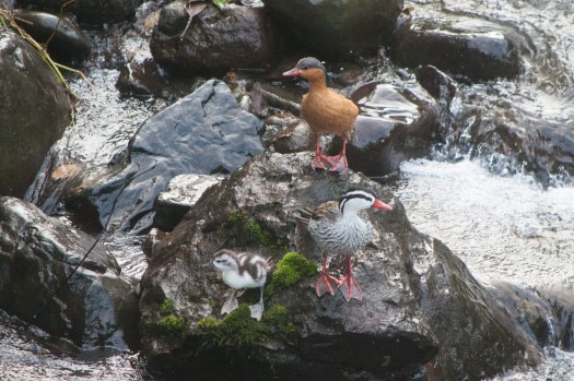 Torrent Ducks at Maquipucuna